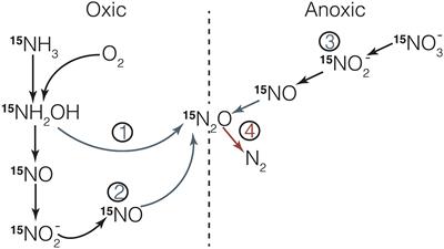 Protocols for Assessing Transformation Rates of Nitrous Oxide in the Water Column